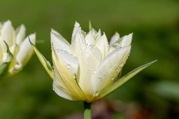 Όμορφο Λουλούδι Της Άνοιξης Λευκό Τουλίπα Σταγόνες Βροχής Πέταλα Κοντά — Φωτογραφία Αρχείου