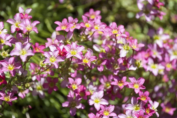 Beautiful Spring Flowers Saxifraga Arendsii Blooming Garden Close — Stock Photo, Image