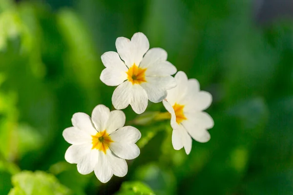 Beautiful Flower Yellow Color Primula Blooming Garden Close — Stock Photo, Image