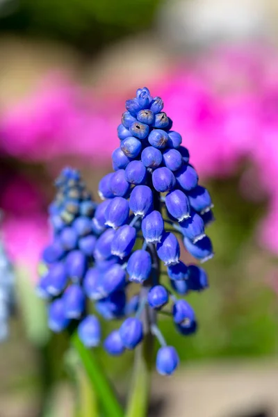 Hermosa Flor Color Zafiro Muscari Floreciendo Jardín Cerca —  Fotos de Stock