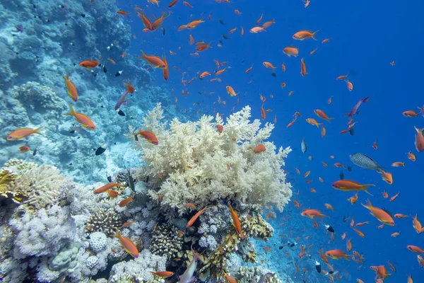 Colorful Coral Reef Bottom Tropical Sea Yellow Broccoli Coral Fishes — Stock Photo, Image