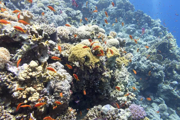 Récif Corallien Coloré Fond Mer Tropicale Coraux Durs Poissons Anthias — Photo