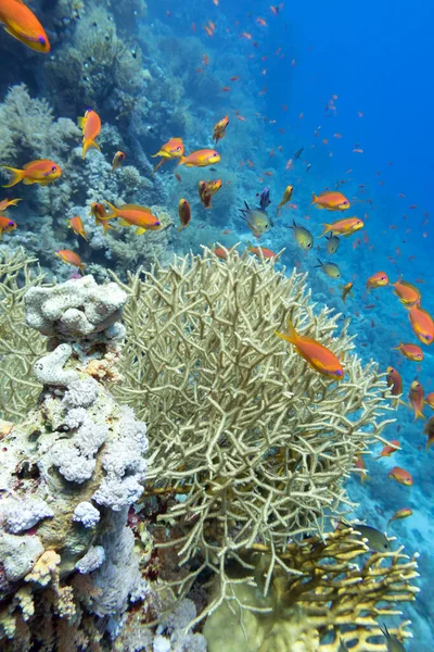 Bunte Korallenriffe Grund Des Tropischen Meeres Dünne Vogelnestkorallen Seriatopora Hystrix — Stockfoto