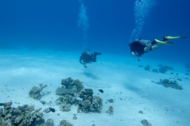 Group of scuba divers above  coral reef at the bottom of tropical sea, underwater landscape
