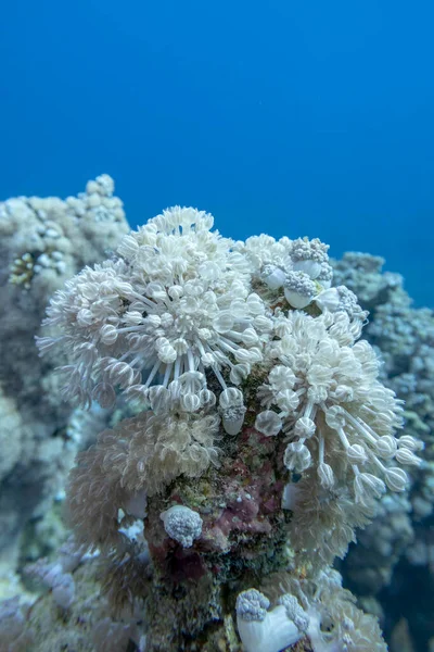 Kleurrijk Koraalrif Bodem Van Tropische Zee Pulserend Xenide Koraal Onderwater — Stockfoto