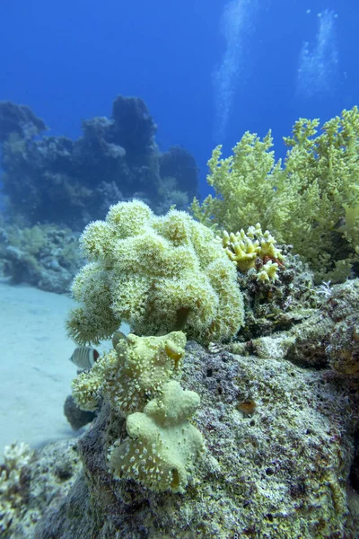 热带海底色彩斑斓的珊瑚礁 脉动着异种珊瑚 水下景观 — 图库照片
