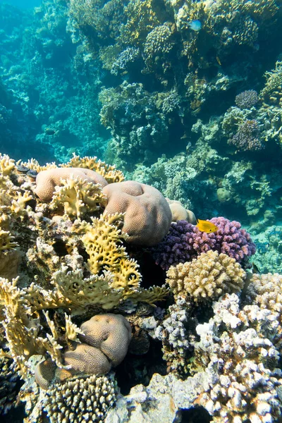 Красочный Коралловый Риф Дне Тропического Моря Подводный Пейзаж — стоковое фото