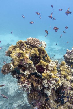 Tropikal denizin dibindeki renkli mercan resifleri, sert mercanlar ve balıklar, sualtı manzarası.
