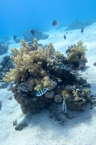 Colorful Coral Reef Bottom Tropical Sea Broccoli Coral Sergeant Major — Stock Photo, Image