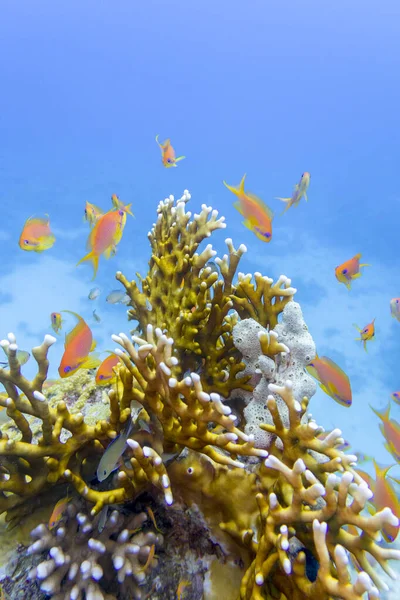 熱帯の海の底にあるカラフルなサンゴ礁 黄色の火のサンゴとアンティアス魚の浅瀬 水中の風景 — ストック写真