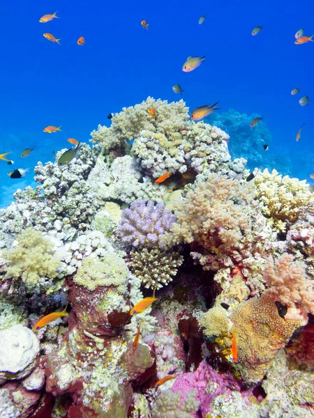 Colorful Coral Reef Bottom Tropical Sea Hard Corals Fishes Anthias — Stock Photo, Image