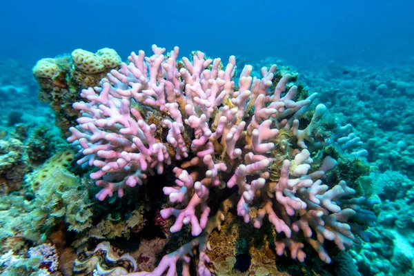 Färgglada Korallrev Botten Tropiska Havet Rosa Finger Korall Undervattens Landskap — Stockfoto