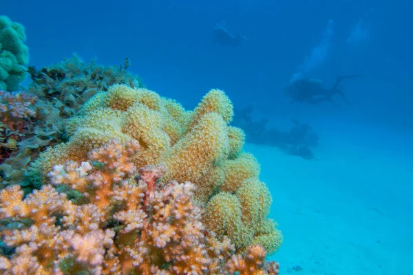 Colorata Pittoresca Barriera Corallina Sul Fondo Del Mare Tropicale Grande — Foto Stock