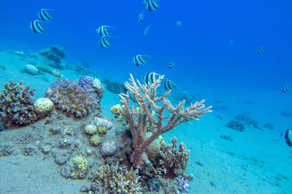 Colorful Picturesque Coral Reef Bottom Tropical Sea Great Acropora Coral — Stock Photo, Image