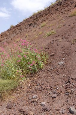 Vezüv Dağı 'nın Mountainside volkanik tuff, İtalya ile kaplıdır. Napoli Körfezi üzerinde, Campania 'da, Napoli' ye yaklaşık 9 km uzaklıkta yer almaktadır.