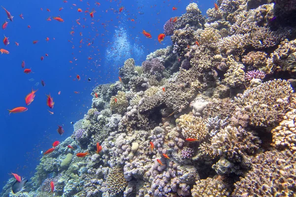 Récif Corallien Pittoresque Coloré Fond Mer Tropicale Coraux Durs Poissons — Photo