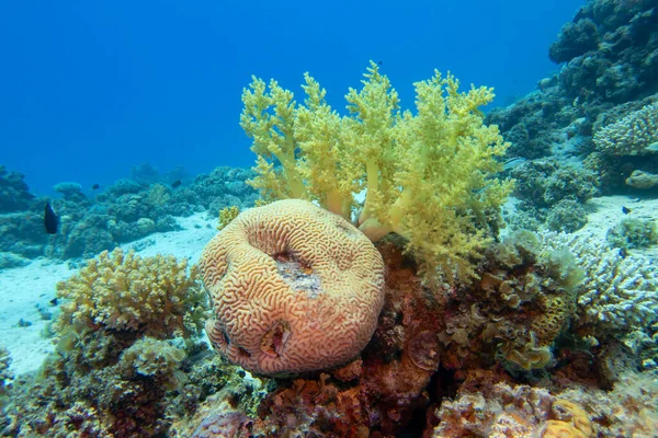 Récif Corallien Pittoresque Coloré Fond Sablonneux Mer Tropicale Corail Brocoli — Photo