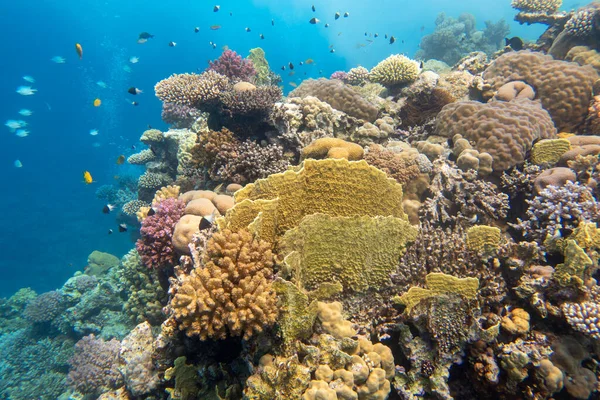 Barevné Malebné Korálové Útesy Dně Tropického Moře Tvrdé Korály Ryby — Stock fotografie