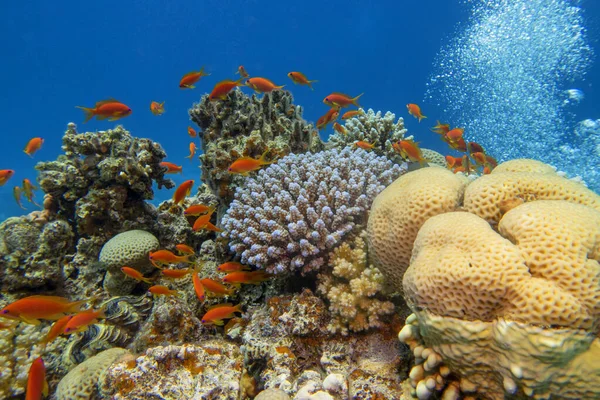 Récif Corallien Coloré Pittoresque Fond Mer Tropicale Coraux Durs Poissons — Photo