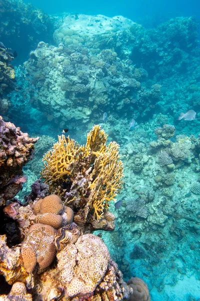 Barriera Corallina Colorata Sul Fondo Del Mare Tropicale Coralli Duri — Foto Stock