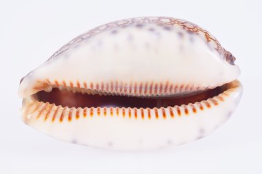Seashell of tiger cowry isolated on white background clipart