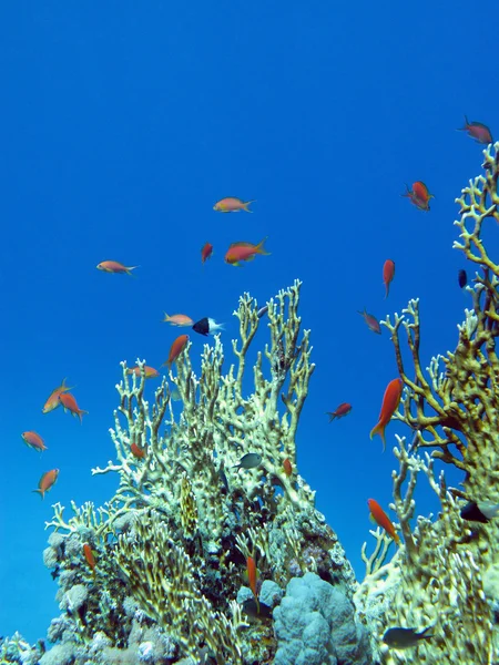 Coral reef with great yellow fire coral and fishes at the bottom of tropical sea — Stock Photo, Image