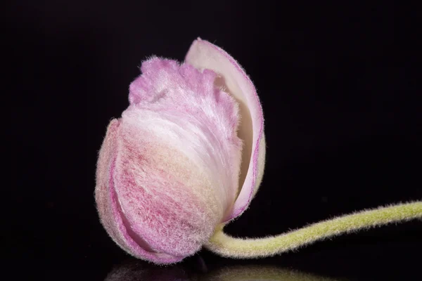 꽃 보라 빛 검정색 배경 매크로에 일본 아 네모 네의 꽃 봉 오리 — 스톡 사진