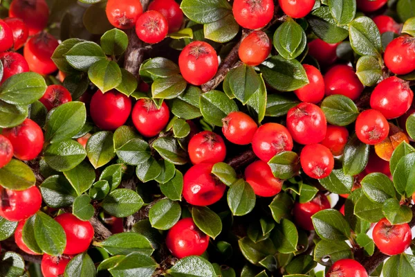 Twing de cotoneaster avec macro fruits rouges — Photo