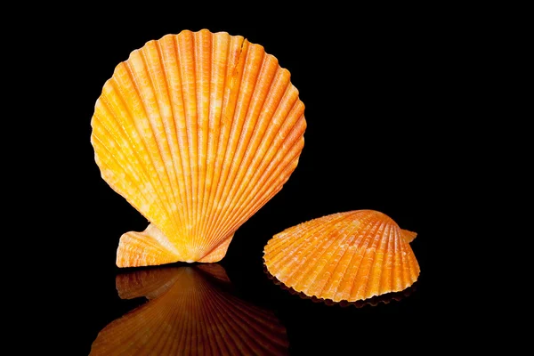 Orange seashells isolated on black background — Stock Photo, Image