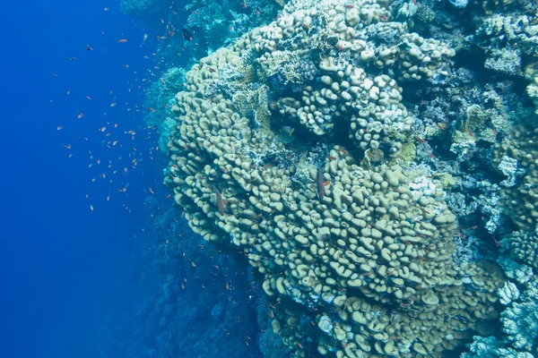 Porites mercan ve egzotik mercan kayalığı anthias mavi su arka planda tropikal Deniz dibinde balıklar — Stok fotoğraf