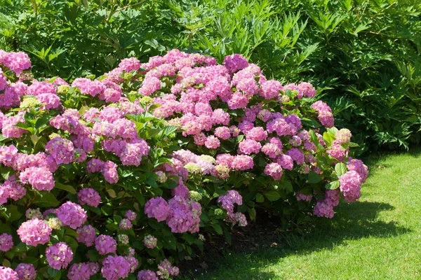 Pembe çiçek ortanca bahçede çiçek açan büyük bush