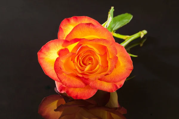 Single flower of yellow rose on black background — Stock Photo, Image