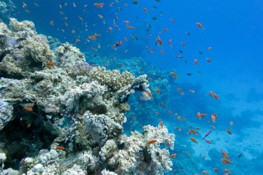 ile egzotik sert ve yumuşak mercanlar mercan kayalığı anthias mavi su arka planda tropikal Deniz dibinde balıklar