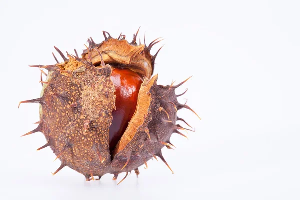 Vrucht van kastanje in droge shell geïsoleerd op witte achtergrond — Stockfoto