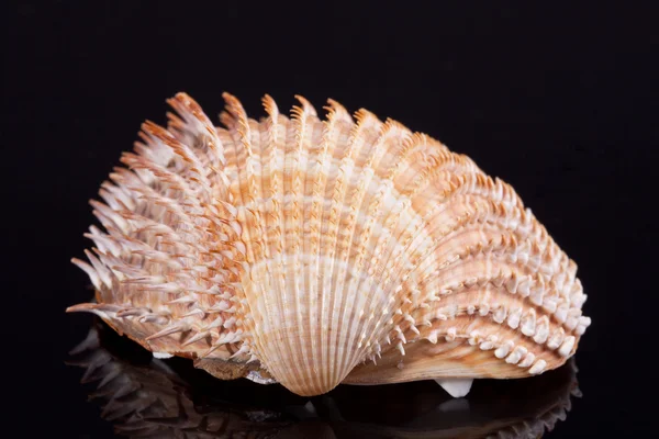 Egyetlen seashell elszigetelt fekete háttér — Stock Fotó