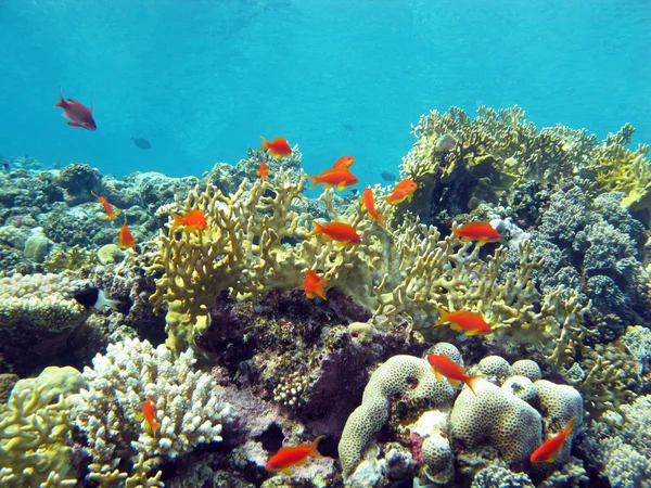 Barriera corallina con corallo duro e fuoco e pesci esotici in fondo al mare tropicale — Foto Stock