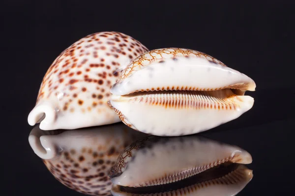 Coquille de tigre capot isolé sur fond noir — Photo