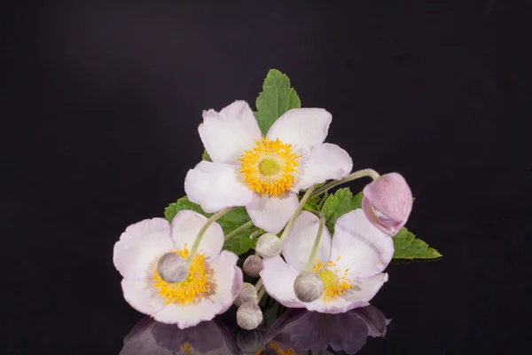 Flowers of violet Japanese anemone with buds on black background — Stock Photo, Image