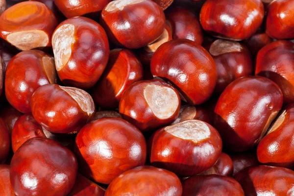 Background of young chestnuts macro — Stock Photo, Image