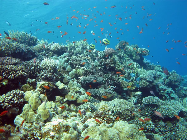 Coral reef with hard and fire coral and exotic fishes at the bottom of tropical sea — Stock Photo, Image