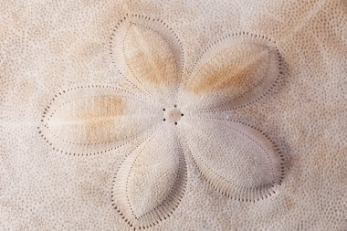 Deniz kestanesi makro zırh seashell arka planı