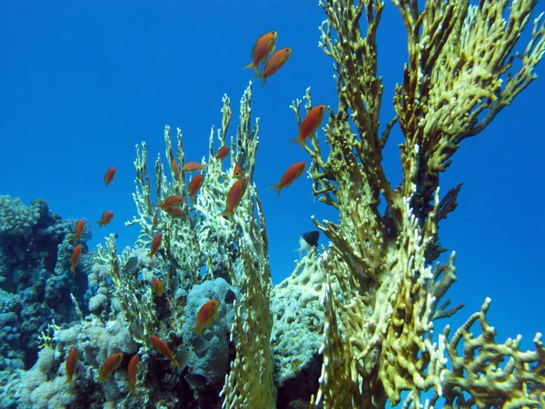 Barriera corallina con grande corallo giallo fuoco e pesci in fondo al mare tropicale — Foto Stock