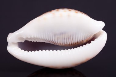 Seashell of tiger cowry isolated on black background clipart