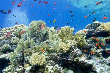 renkli mercan resifi yangın mercan ve balıklar anthias mavi su arka planda tropikal Deniz dibinde ile