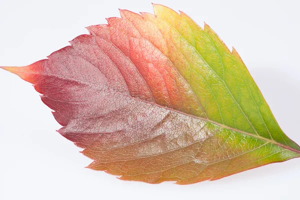 Single autumn colorful leaf of parthenocissus on white background — Stock Photo, Image