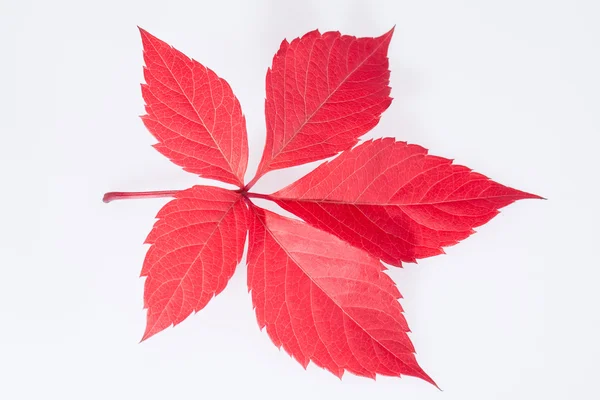 Single autumn red leaf of parthenocissus on white background — Stock Photo, Image