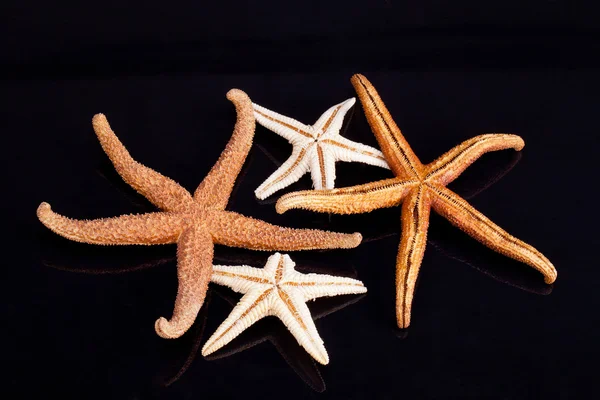 Algumas das estrelas do mar isoladas no fundo preto — Fotografia de Stock