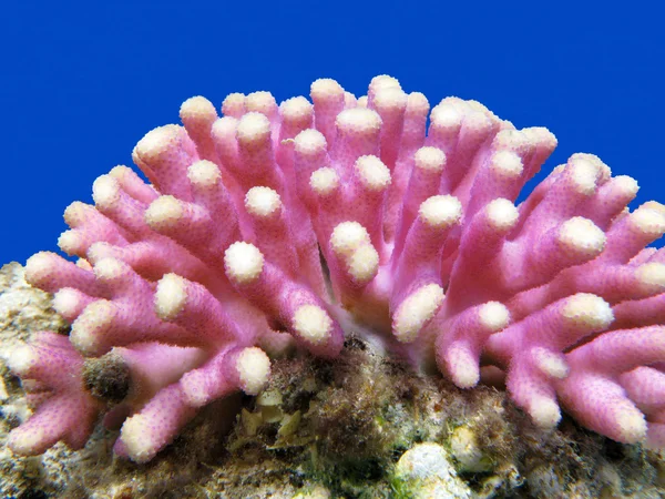 Korallenriff mit rosa Fingerkoralle am Grund des tropischen Meeres auf blauem Wasserhintergrund lizenzfreie Stockbilder