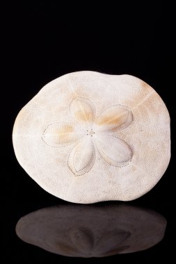 Seashell deniz kestanesi siyah arka plan makro üzerinde zırh