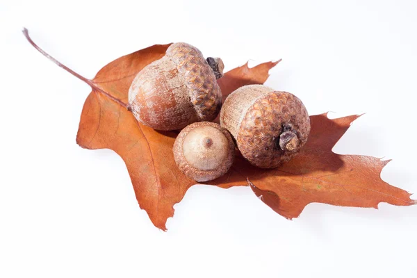 Alcune ghiande su foglia secca di quercia da vicino — Foto Stock